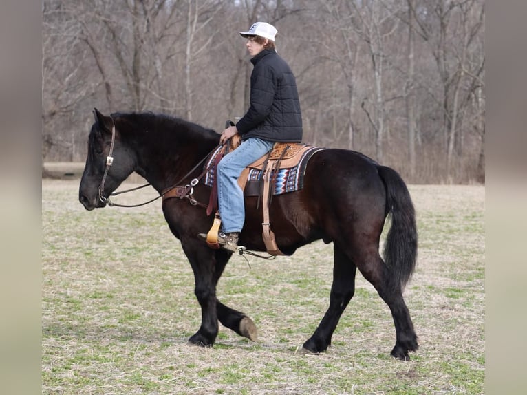 American Quarter Horse Gelding 7 years 16 hh Black in Thopkinsville, KY