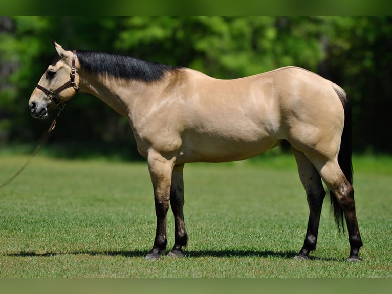 American Quarter Horse Gelding 7 years 16 hh Buckskin in Amory