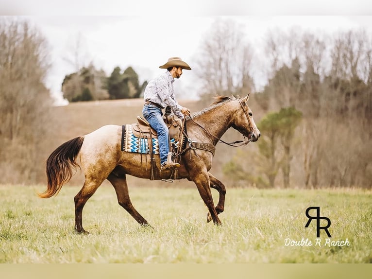American Quarter Horse Gelding 7 years 16 hh Buckskin in Lyles, TN