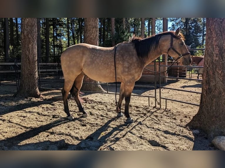 American Quarter Horse Gelding 7 years 16 hh Buckskin in BC, Canada