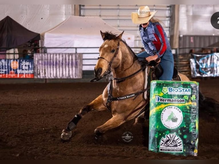 American Quarter Horse Gelding 7 years 16 hh Buckskin in BC, Canada