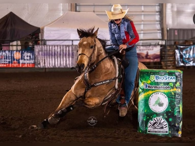 American Quarter Horse Gelding 7 years 16 hh Buckskin in BC, Canada