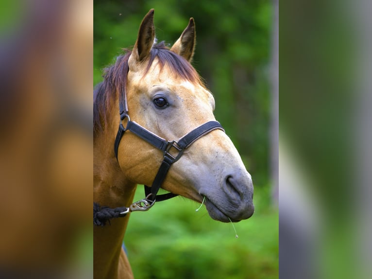American Quarter Horse Gelding 7 years 16 hh Buckskin in BC, Canada