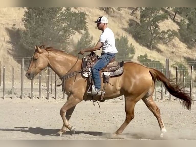 American Quarter Horse Gelding 7 years 16 hh Dun in Paicines CA