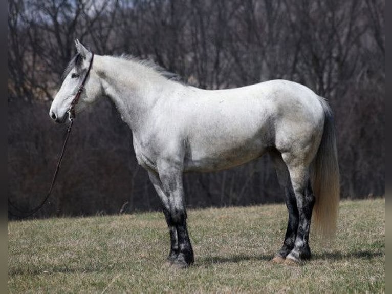 American Quarter Horse Gelding 7 years 16 hh Gray in Saint Petersburg