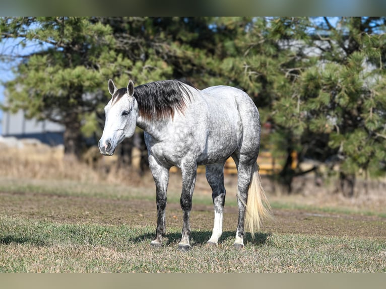 American Quarter Horse Gelding 7 years 16 hh Grey in Canistota