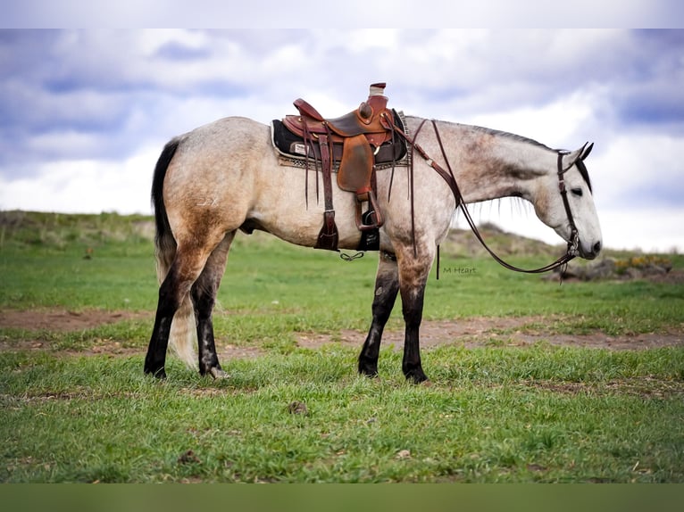 American Quarter Horse Gelding 7 years 16 hh Grey in Saint Anthony