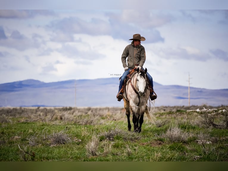 American Quarter Horse Gelding 7 years 16 hh Grey in Saint Anthony