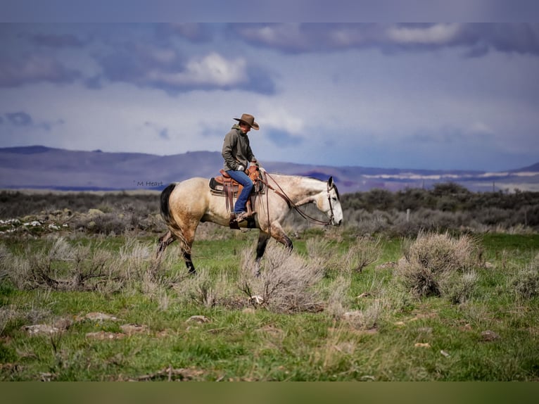 American Quarter Horse Gelding 7 years 16 hh Grey in Saint Anthony