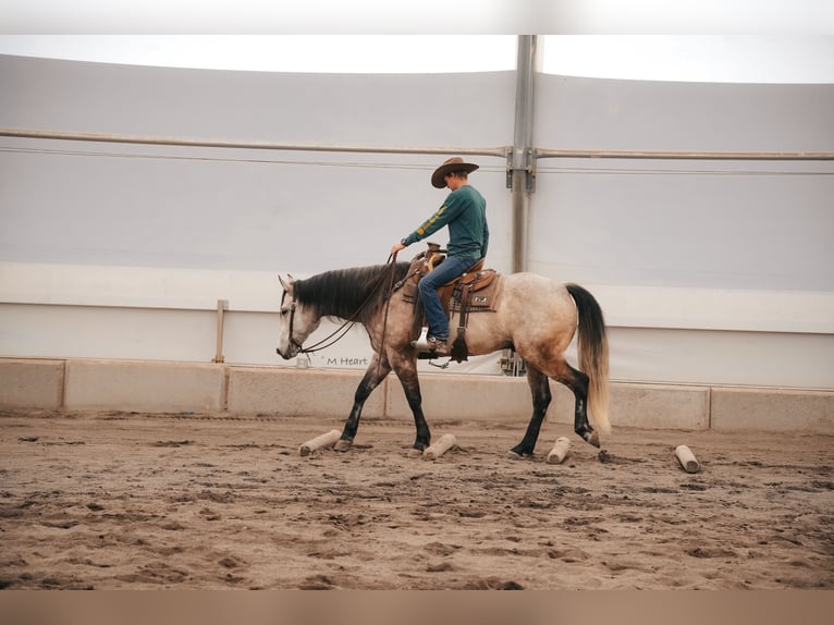 American Quarter Horse Gelding 7 years 16 hh Grey in Saint Anthony