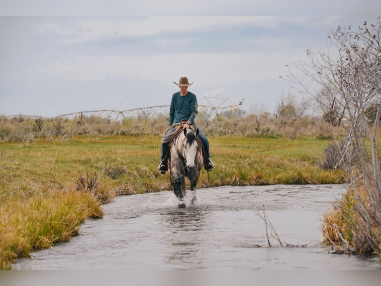 American Quarter Horse Gelding 7 years 16 hh Grey in Saint Anthony