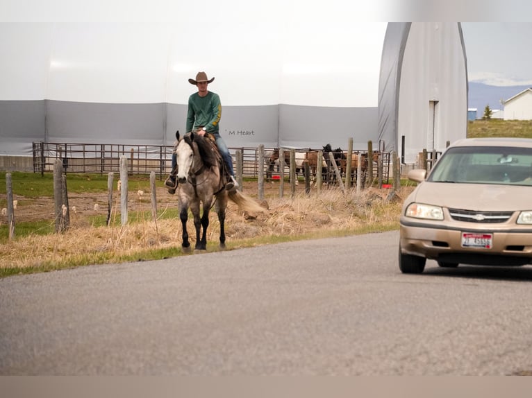 American Quarter Horse Gelding 7 years 16 hh Grey in Saint Anthony