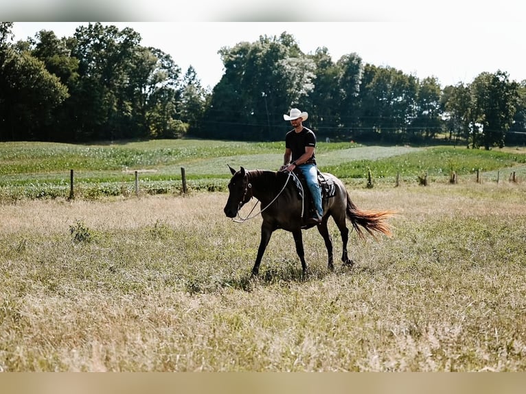 American Quarter Horse Gelding 7 years 16 hh Grullo in Dalton, OH