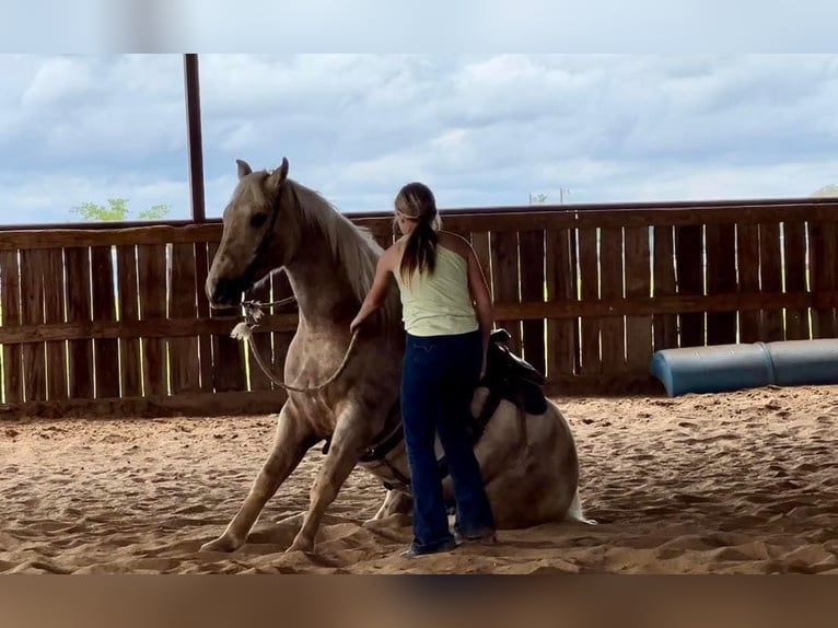 American Quarter Horse Gelding 7 years 16 hh Palomino in Ravenna TX