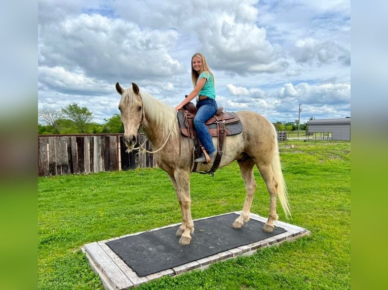 American Quarter Horse Gelding 7 years 16 hh Palomino in Ravenna TX