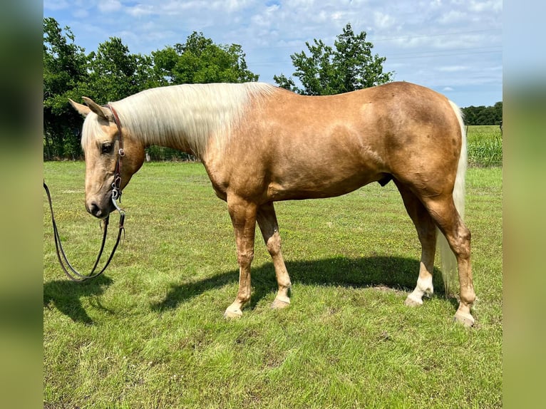 American Quarter Horse Gelding 7 years 16 hh Palomino in Ravenna TX