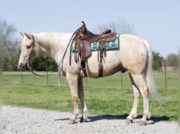 American Quarter Horse Gelding 7 years 16 hh Palomino in Ravenna TX