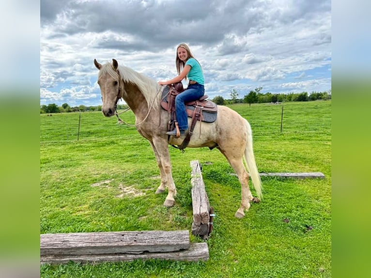 American Quarter Horse Gelding 7 years 16 hh Palomino in Ravenna TX