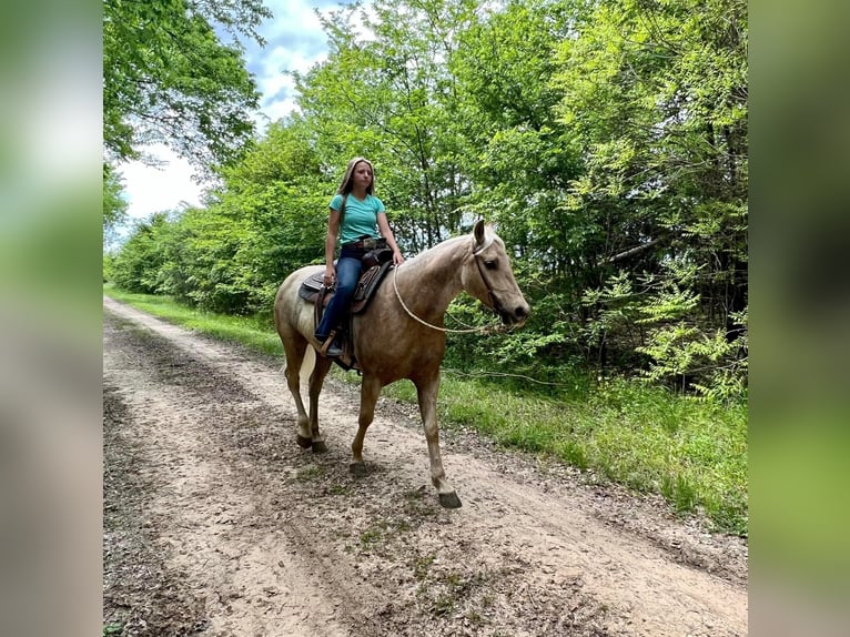 American Quarter Horse Gelding 7 years 16 hh Palomino in Ravenna TX