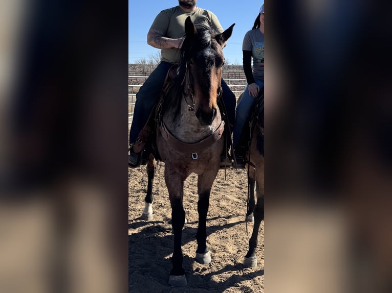American Quarter Horse Gelding 7 years 16 hh Roan-Bay in Aztec, NM