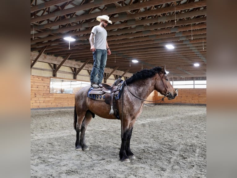 American Quarter Horse Gelding 7 years 16 hh Roan-Bay in Bellingham MA