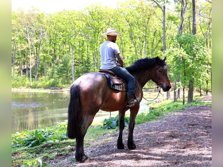 American Quarter Horse Gelding 7 years 16 hh Roan-Bay in Bellingham MA