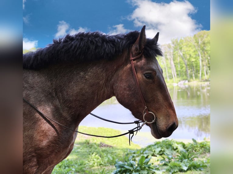 American Quarter Horse Gelding 7 years 16 hh Roan-Bay in Bellingham MA