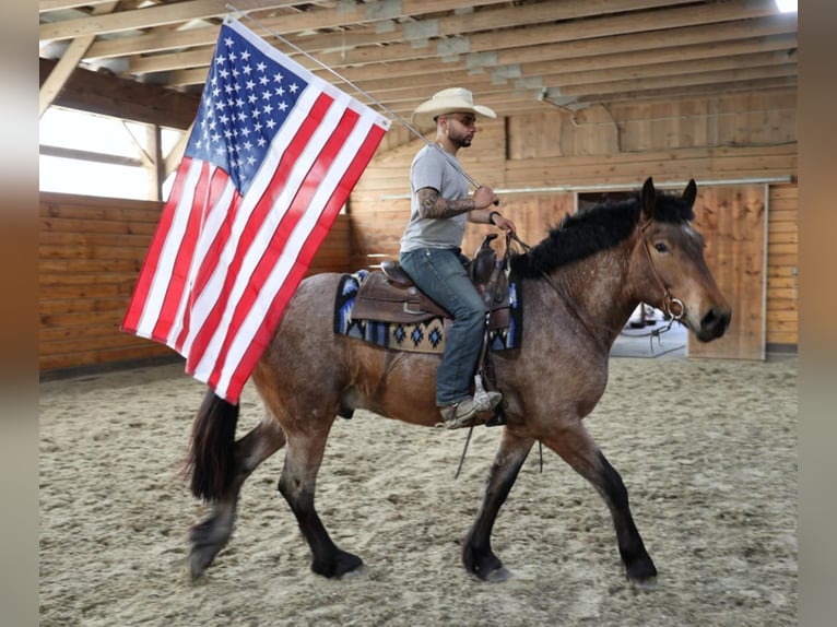 American Quarter Horse Gelding 7 years 16 hh Roan-Bay in Bellingham MA