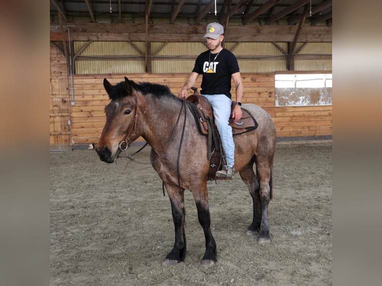 American Quarter Horse Gelding 7 years 16 hh Roan-Bay in Bellingham MA