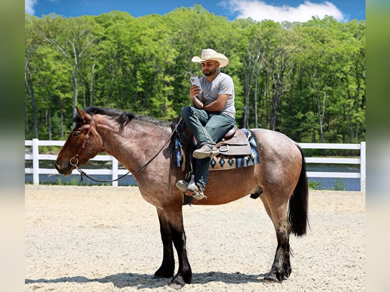 American Quarter Horse Gelding 7 years 16 hh Roan-Bay in Bellingham MA