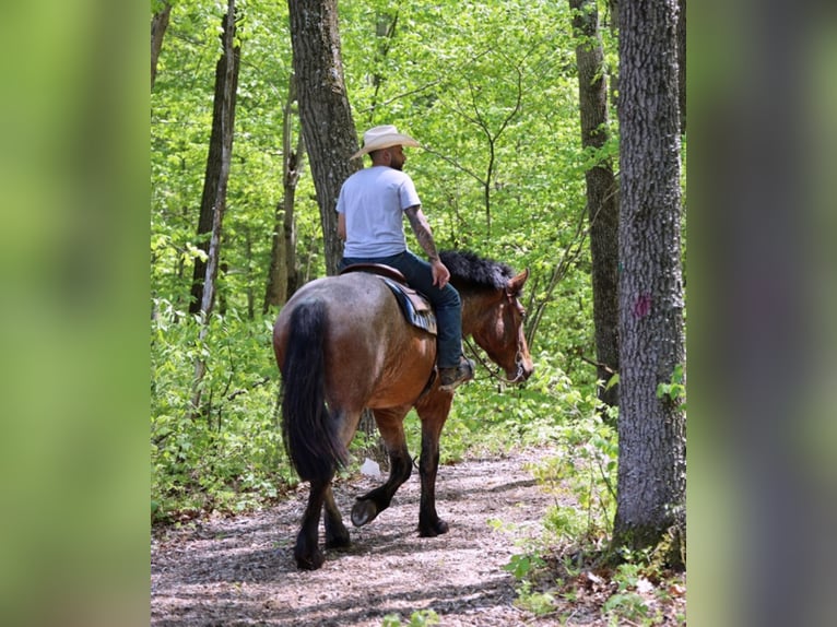 American Quarter Horse Gelding 7 years 16 hh Roan-Bay in Bellingham MA