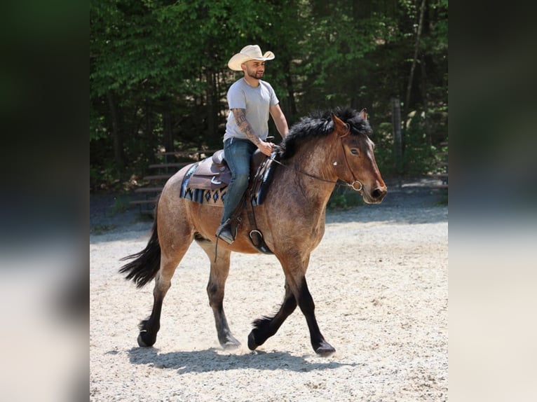 American Quarter Horse Gelding 7 years 16 hh Roan-Bay in Bellingham MA