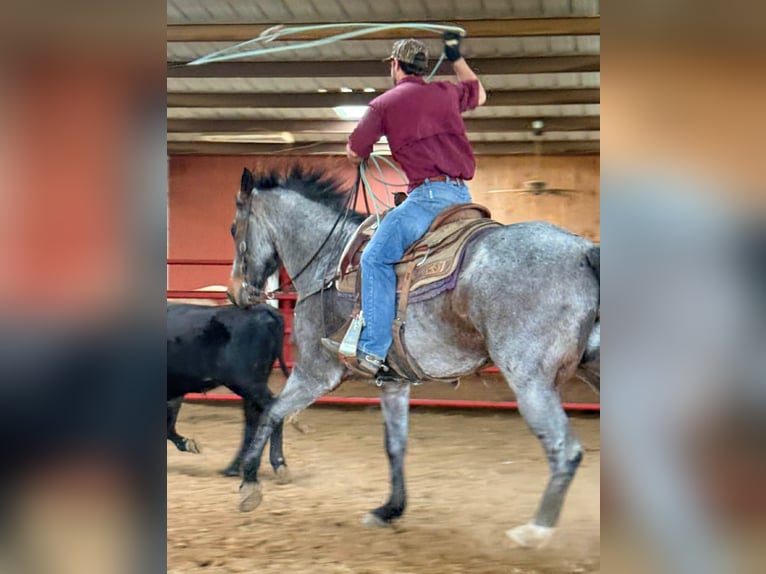 American Quarter Horse Gelding 7 years 16 hh Roan-Bay in Hatfield