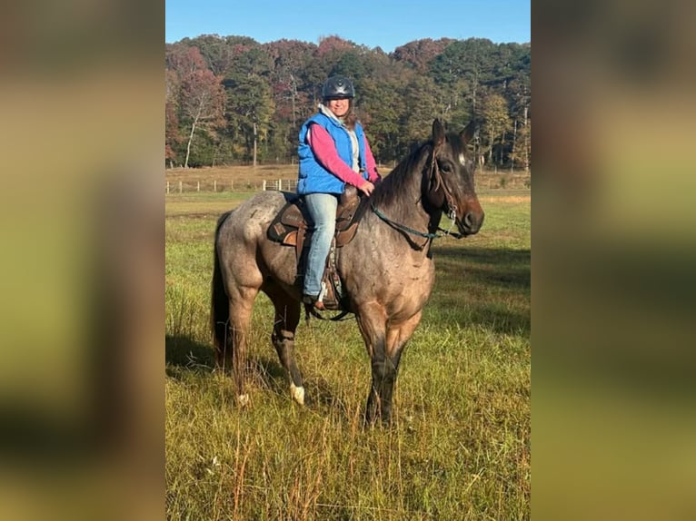 American Quarter Horse Gelding 7 years 16 hh Roan-Bay in Hatfield