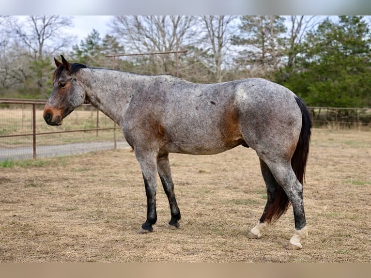 American Quarter Horse Gelding 7 years 16 hh Roan-Bay in Hatfield