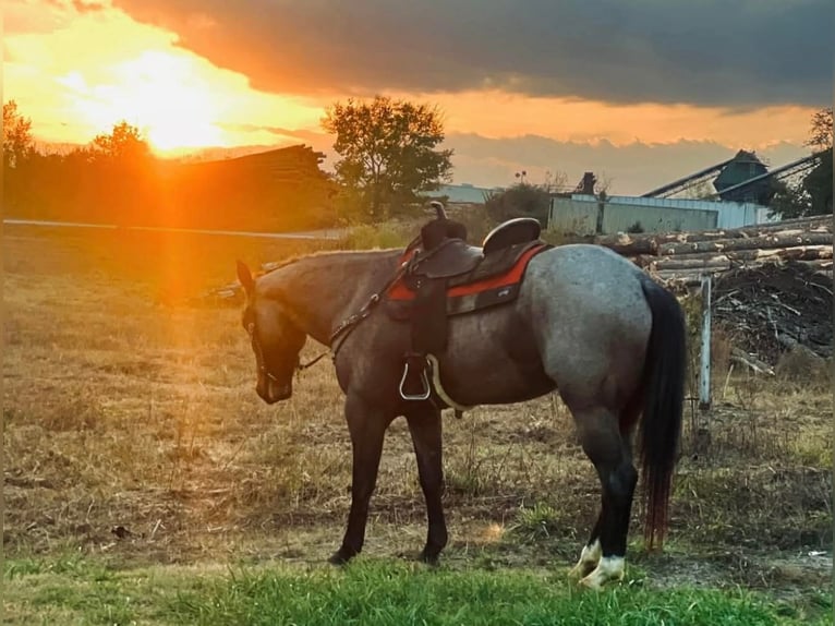 American Quarter Horse Gelding 7 years 16 hh Roan-Bay in Hatfield