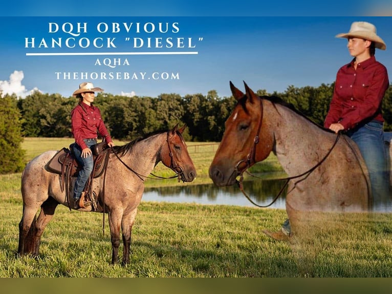 American Quarter Horse Gelding 7 years 16 hh Roan-Bay in Seymour, MO