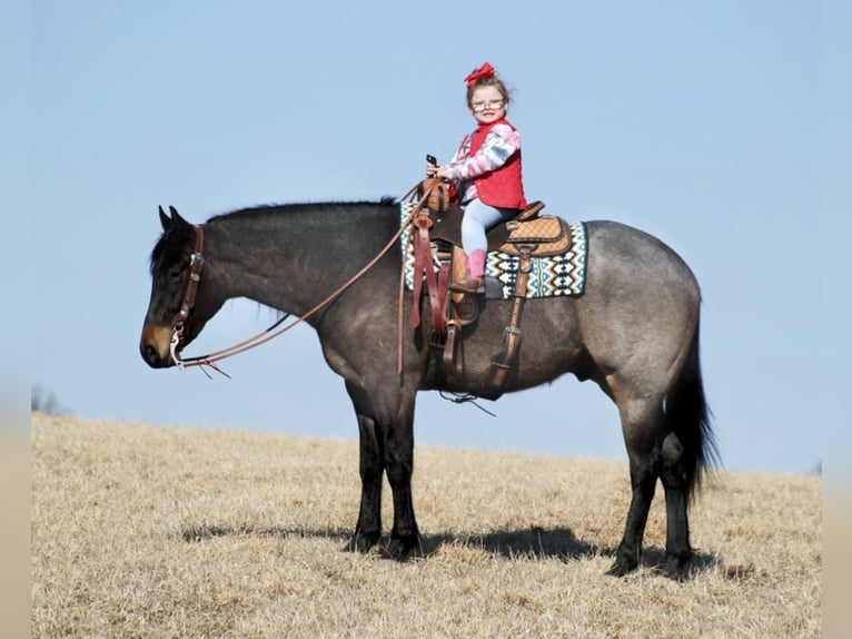 American Quarter Horse Gelding 7 years 16 hh Roan-Blue in Mount Vernon KY