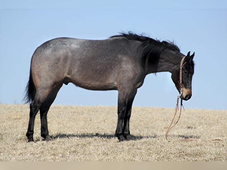 American Quarter Horse Gelding 7 years 16 hh Roan-Blue in Mount Vernon KY