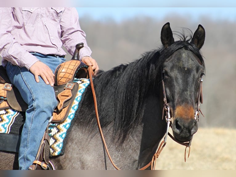 American Quarter Horse Gelding 7 years 16 hh Roan-Blue in Mount vernon KY