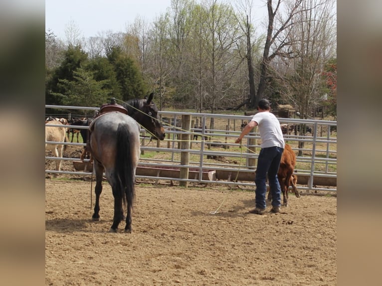 American Quarter Horse Gelding 7 years 16 hh Roan-Blue in Mount Vernon KY