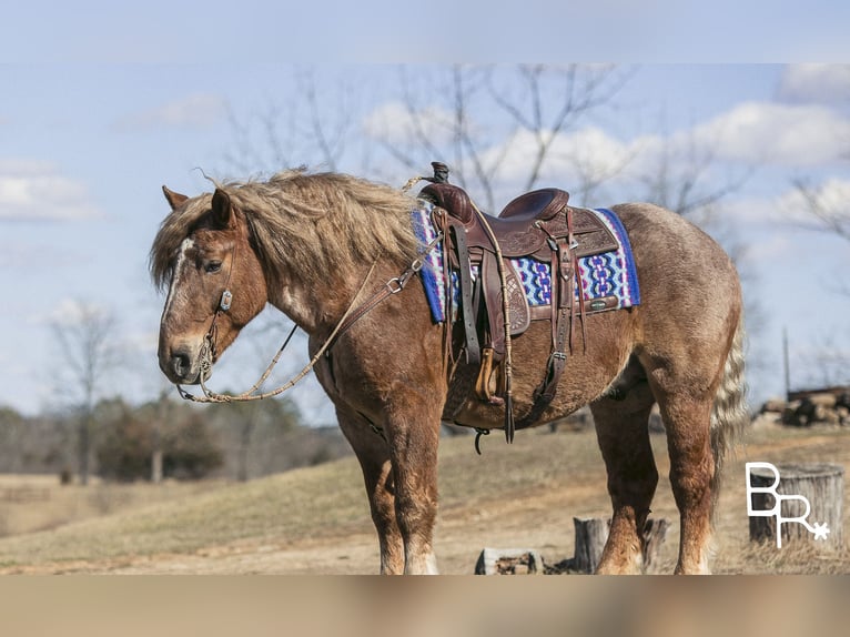American Quarter Horse Gelding 7 years 16 hh Roan-Red in Mountain Grove MO