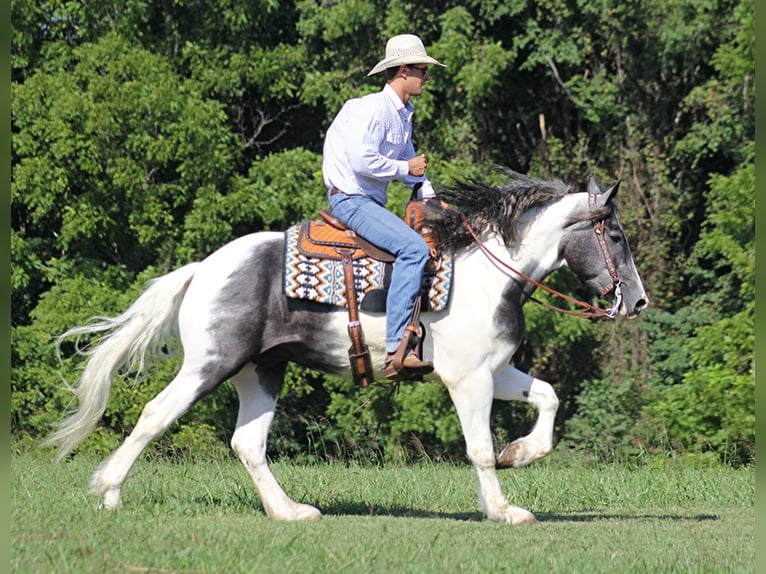 American Quarter Horse Gelding 7 years 16 hh Tobiano-all-colors in Brodhead Ky