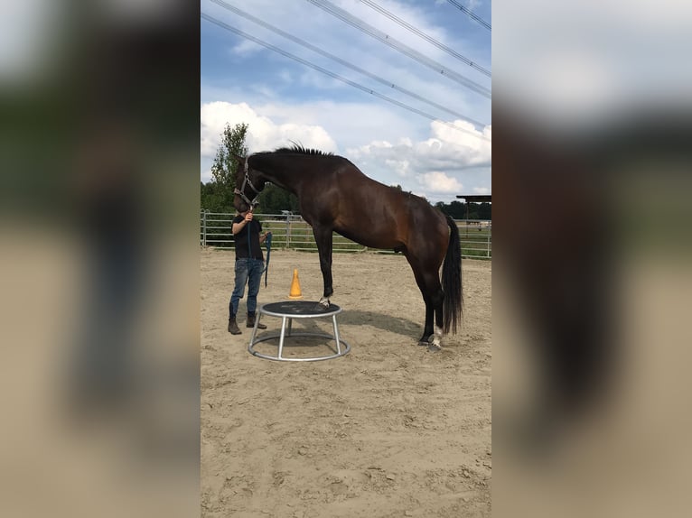 American Quarter Horse Gelding 7 years 16,1 hh Bay-Dark in Heist