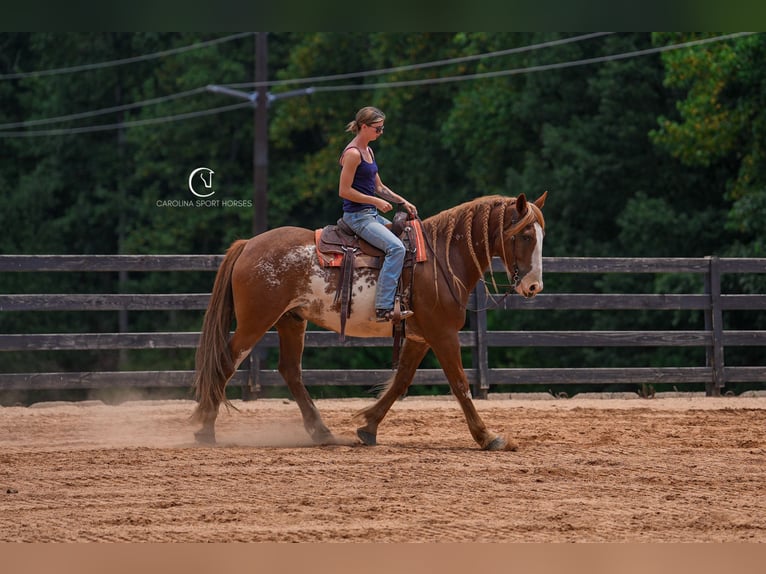 American Quarter Horse Mix Gelding 7 years 16,2 hh in Clover, SC