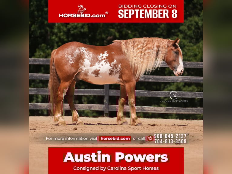 American Quarter Horse Mix Gelding 7 years 16,2 hh in Clover, SC