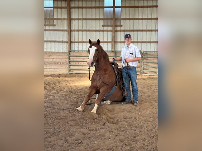 American Quarter Horse Gelding 7 years 17 hh Chestnut in Flemingsburg KY