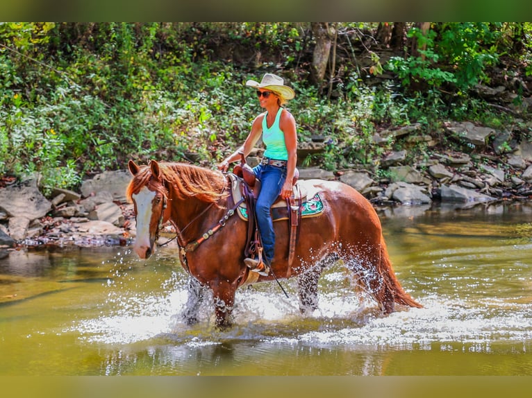 American Quarter Horse Gelding 7 years 17 hh Chestnut in Flemingsburg KY