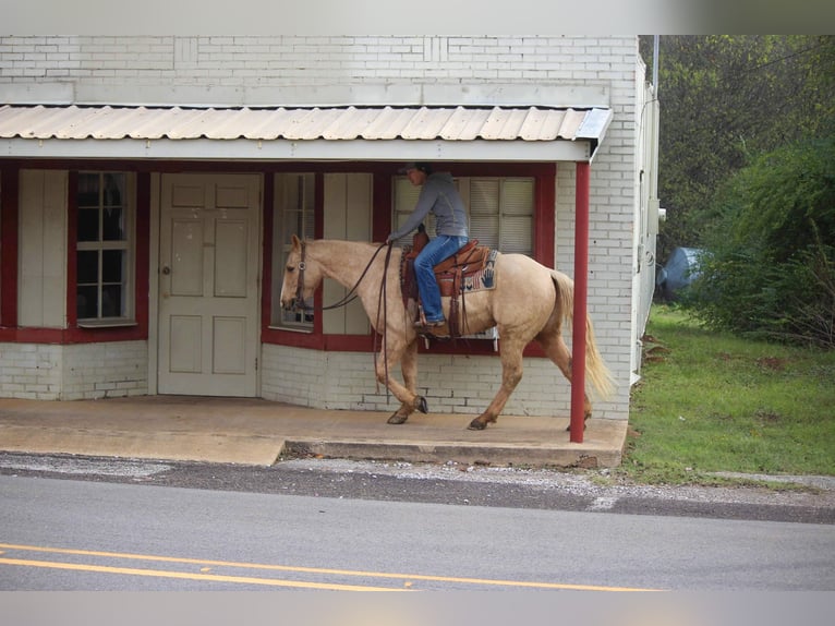 American Quarter Horse Gelding 7 years 17 hh Palomino in RUSK TX