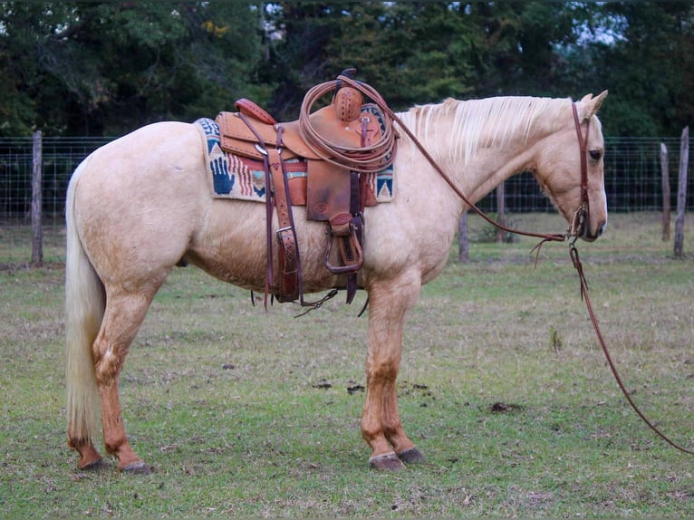 American Quarter Horse Gelding 7 years 17 hh Palomino in RUSK TX